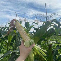 강원도 홍천 옥수수 미백 찰옥수수 당일수확 16cm이상, 냉동 10개