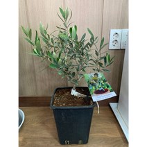 올리브나무 결실주 화분 거실 화초키우기