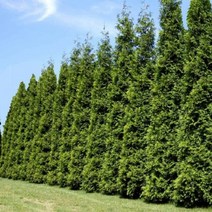 측백나무 묘목 서양측백 자이언트그린 키1.2m(분) 1개