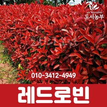 홍가시/레드로빈/80cm/5주묶음/홍가시나무/H0.8/1등묘/홍가시묘목/홍가시나무묘목/단풍/나무/묘목/도시농부, 홍가시/레드로빈/80cm