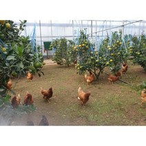 제주황금향 5kg 10kg 3kg 레드향 한라봉 과일 노지 감귤 천혜향 산지 직송 설 명절 선물 세트 밀감 실속형 기업 단체 답례품 한박스 고당도 꼬마귤 당일, 1박스