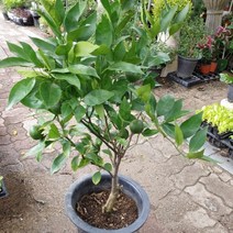 [성심] 귤나무699