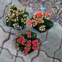 무배특가 3개발송 배송 칼란디바 카랑코에 겹꽃 꽃 소품 99