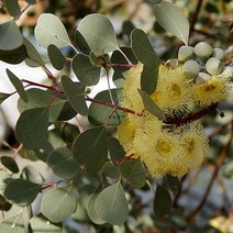 유칼립투스씨앗 (하트잎 웹스테리아나 Eucalyptus websteriana) (일반종) 20립