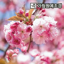벚나무 가림원예조경, 겹벚나무 R3cm, 1개