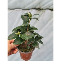블랙로즈동백 59