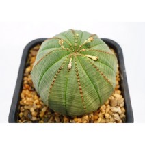 [오베사 중품 0710] 홈가드닝 분재 선인장 키우기쉬운 아프리카 다육이 공기정화 특이한 귀여운 예쁜 희귀한 인테리어 생일 소형 작은 개업선물 리톱스 코노피튬 식물키우기