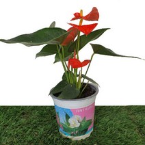 [카니발플라워]안시리움_오렌지(cf302)