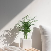 나루플랜트 실내 공기정화식물 화이트화분 공기청정 반려식물 인테리어식물, 1Ea, 테이블야자