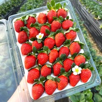 앙냥냥 설향딸기 1kg 산지직송 고당도 프리미엄 생딸기 선물세트, 한입딸기 1kg