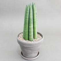 아이엠플랜트 이태리토분 실내공기정화식물 모음, 11.스투키