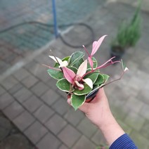환희호야 소품 공기정화식물 10~25cm 35