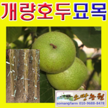 (D소망)개량왕호두나무묘목(접목1년) 그루