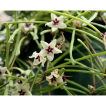 오!플랜트 호야 레투사 스파이더호야 희귀호야 공중식물 키우기쉬운식물, 볼팟+행잉철사 65cm