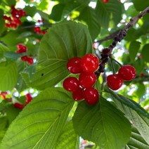 앵두나무 묘목 1주 키움원예 조경수 묘목, 본상품선택