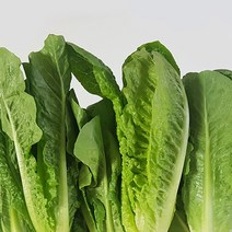 포기 로메인 500g 국내산 쌈채소 통 로메인, 단품
