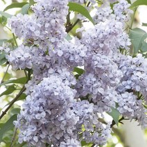 같이가치농원 신품종라일락 (프레지던트그레비) 80cm전후 접목1년특묘