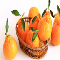 [고당도]제주 써니트 한라봉 할라봉 제철과일 가정용 선물용, [선물용/대과]2.5kg(9과수내외)