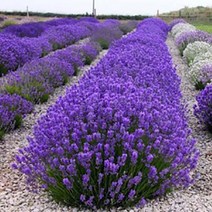 [초화]허브-라벤다(잉글리쉬 라벤다)