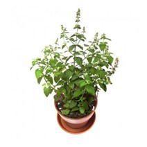 캣닢키우기 1P 화분세트 고양이 안정 활력 씨앗재배 _ 20230302EA, 쿠팡 본상품선택, 쿠팡 1