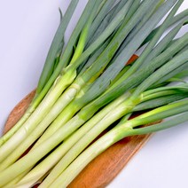 [익산원예농협] 건강한 국내산 대파 1단 (2kg / 4kg 내외), 4kg내외 큰단 1단, 1개