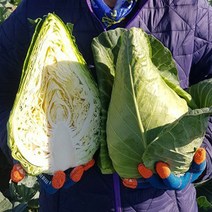 해풍 맞고 자란 제주 고깔양배추 3kg 5kg 10kg 산지직송, 제주 고깔양배추 5Kg 1박스