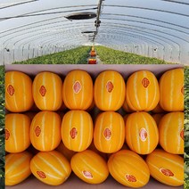 [ 산지직송 공주네 ] 성주참외 당도선별 꿀 참외 1kg 2kg 4kg 5kg 10kg 가정용 선물용 참외, 1box, 17.참외 가정용 /특대과 10kg