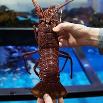 정글의법칙 살아있는 활 크레이피쉬 스파이니랍스터 600g~2.3kg, 생물 활 크레이피쉬 1.4kg ~ 1.5kg