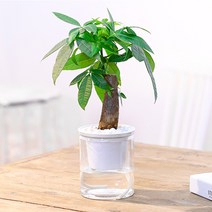 자동급수 화분/벽화분 인테리어 미니 베란다 화분, 자동급수 화분 인쇄 화이트