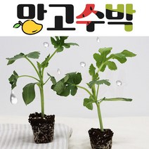 집에서 키울수 있는 망고수박 모종 5주