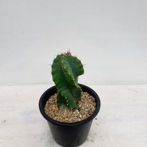 [다은꽃농원]선인장키우기 회오리선인장 키우기쉬운 다육선인장 생명력이 강한 음이온발생 전자파차단 인테리어