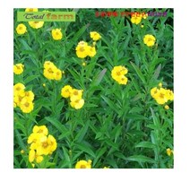 씨앗 고기와 생선요리에 타라곤 100립