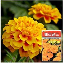 메리골드 씨앗 (20립) 꽃씨앗 해바라기씨앗 꽃씨, 1