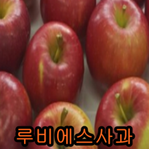 루비에스 사과나무 결실주 1그루 묘목 꽃나무 과일나무 과실수 꽃나무