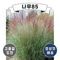 (나무85) 억새 모닝라이트 7치 화분, 1개