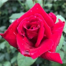 착한가격 나무생각 / 사계 명품 유럽 땅장미 / 파파메이앙, 주
