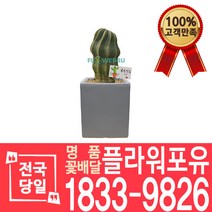 수박선인장 다육 개업화분 대형 전자파차단 꽃배달 화분배달 이사선물 축하선물