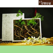 산양산삼 5년근 장뇌산삼 10뿌리 산양삼장뇌삼 장래삼 산양산삼주 가격 산삼주 50대 남자 엄마 생일 팔순 80대 할머니 선물 부모님 환갑 60대 어르신 선물 장모님 아버지 생신