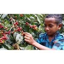 동티모르 야생커피 [지금여기 로스팅하우스] [원산지:국산], 1개, 200g, 로스팅홀빈