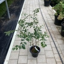 블루베리 듀크 7치화분 결실주