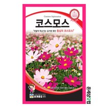 코스모스 1kg/ 꽃씨 화단 꽃밭 정원 베란다텃밭 코스모스씨앗