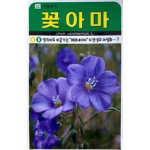 꽃아마 200립 꽃씨앗 다년생 야생화 여러해살이, 1개