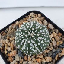 [메카다육]41-0623 슈퍼투구(실생 선인장)화분포함 다육식물 다육금 다육철화 두들레야 아프리카식물 코노피튬 하월시아 수입다육이 국민이