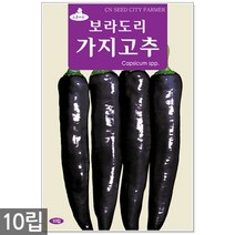 팬더콩 씨앗 30g - 콩씨앗 콩씨 팬더콩씨앗 팬더콩씨 팬더 강낭콩 주말농장 텃밭, 05_보라도리가지고추(10립)