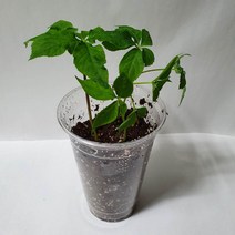 교육용 학습용 체험용 새싹인삼키우기 1년근3뿌리(컵 상토 묘삼 젓가락)이레새싹삼, 묘삼3뿌리