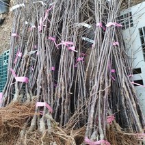 사과나무[부사] 특묘목 1주, 1개