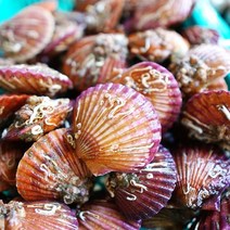 국내산 통영 제철 가리비 홍가리비 2kg, 4kg