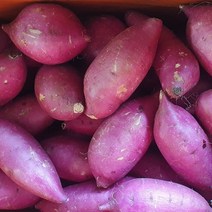 옛날 밤고구마 / 목이 메이는 퍽퍽한 햇 밤고구마 상중 3kg 5kg 10kg, 밤고구마 상중 10kg, 1개