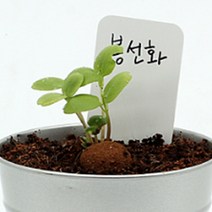 봉선화꽃 봉선화 키우기 꽃씨 봄파종 집에서키우기쉬운식물 캔 2P