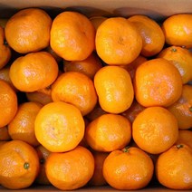 빛과나무 당도높은 제주효돈감귤 5kg 37~40입내 / 2L, 없음, 상세설명 참조